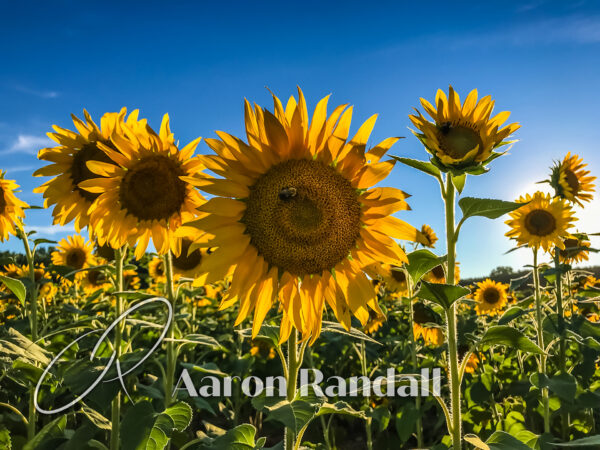 Sunflower Canvas Print #1