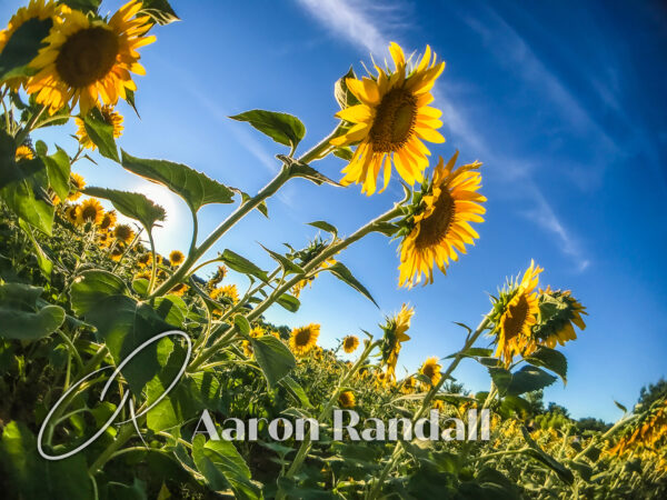 Sunflower Canvas Print #2