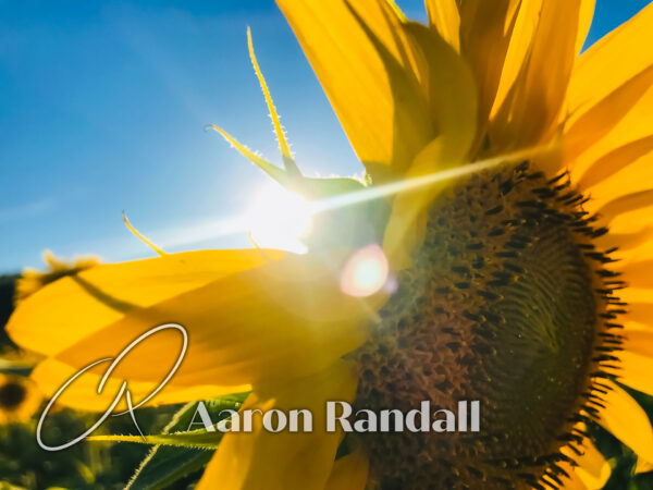 Sunflower Canvas Print #3