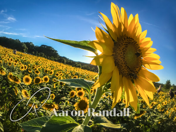 Sunflower Canvas Print #4