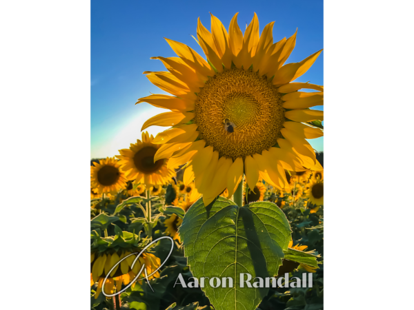 Sunflower Canvas Print #7