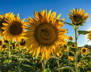 Sunflower 1 - Canvas Print 11 x 14