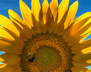 Sunflower 6 - Canvas Print 11 x 14