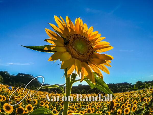 Sunflower Canvas Print #5