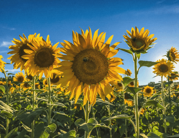 Sunflowers Canvas Print #1