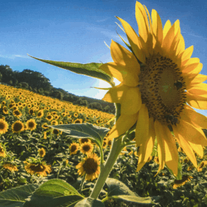 Sunflowers Canvas Print #4