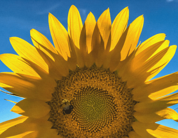 Sunflowers Canvas Print #6